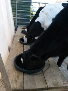 Calves on milk