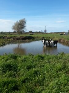 Older bull calves wallowing in the pond