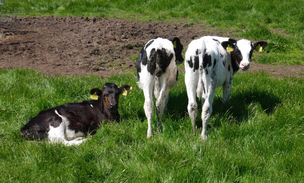farm blog life on the farm calves