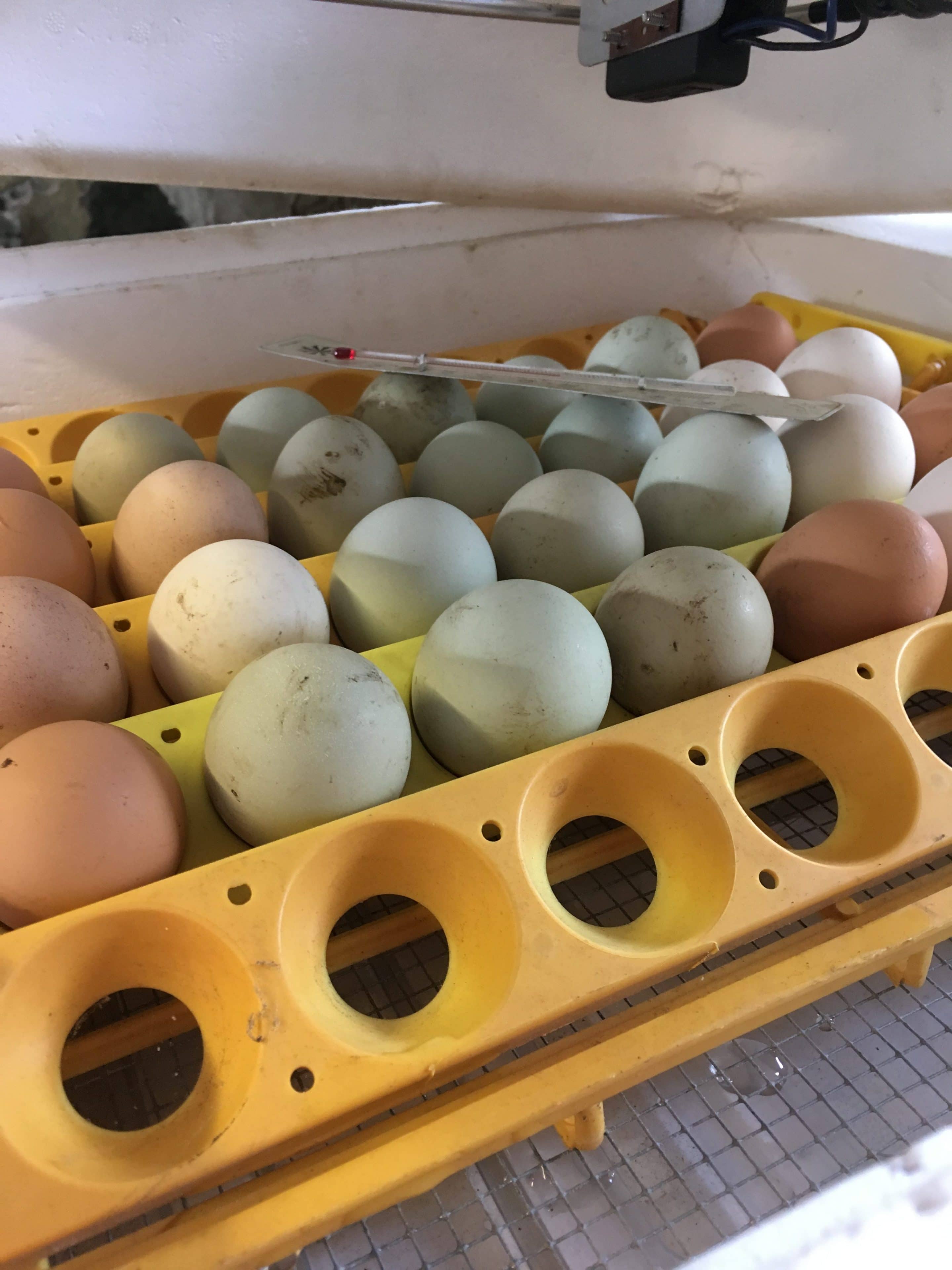 Incubating Hen Eggs