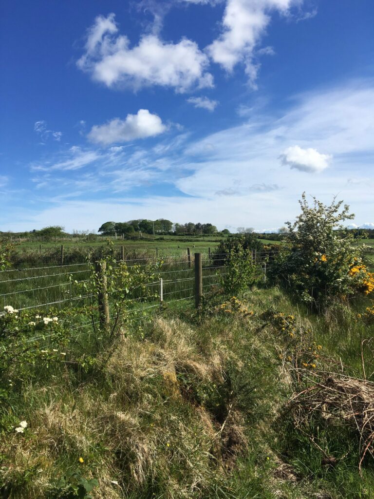 One Million Trees In One Day Hedge