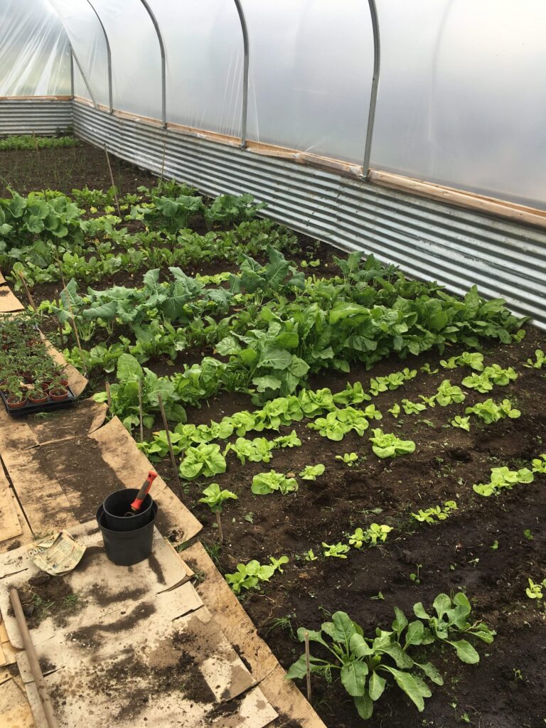 Polytunnel Lettuces, Spinack, Kohl Rabi, and Beetroots