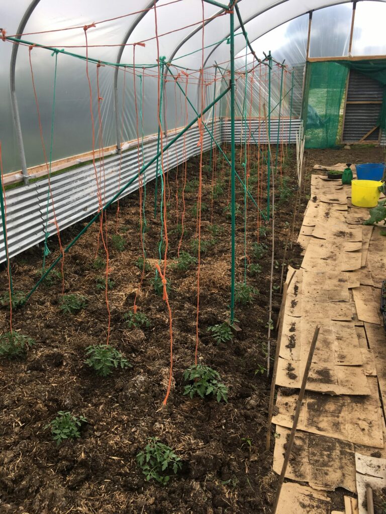 Polytunnel Tomatoes
