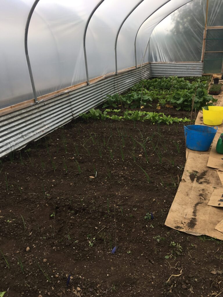 Polytunnel Onions