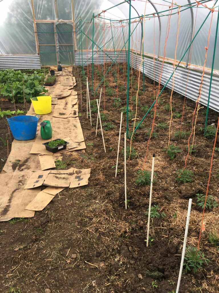 Polytunnel Tomatoes, Peppers and Auburgines