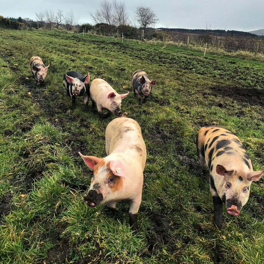 Pasture Raised Pork Box Broughgammon Farm