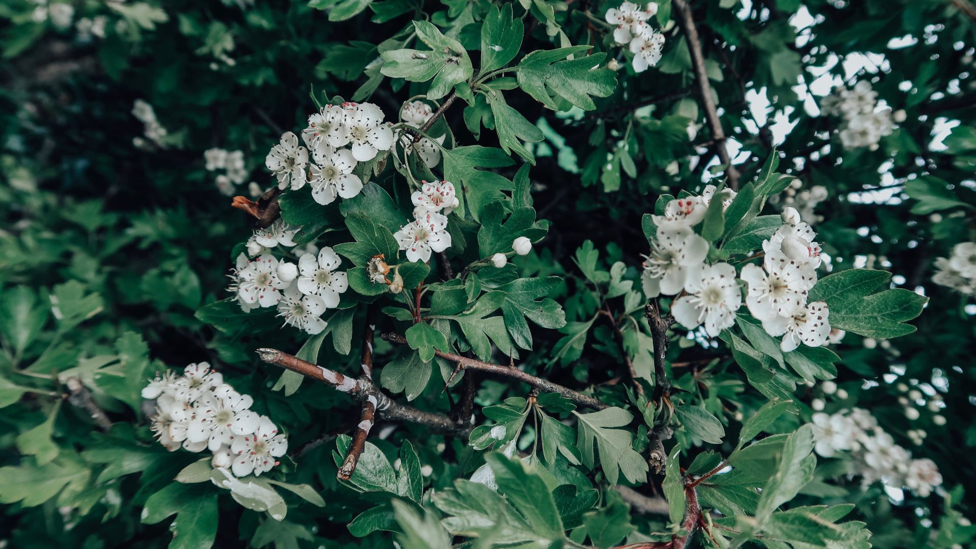 may foraging walk north coast causeway forage folklore remedies