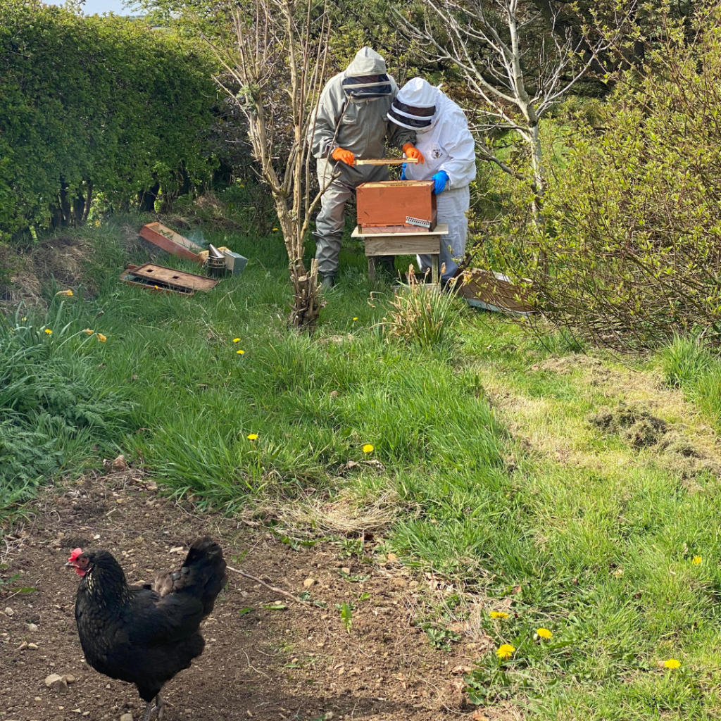 beekeeping antim ballycastle